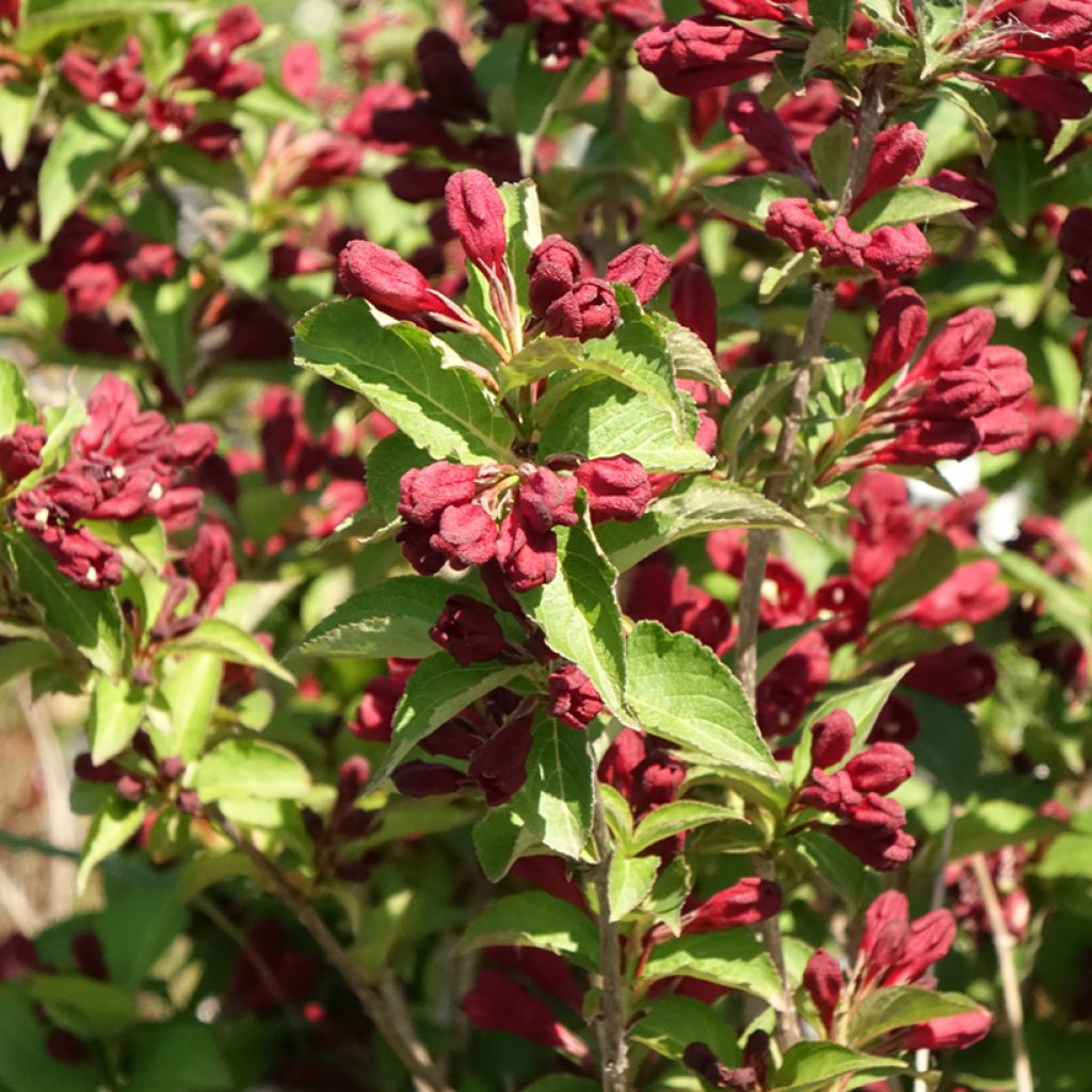 Weigelia hybride Cherry Love