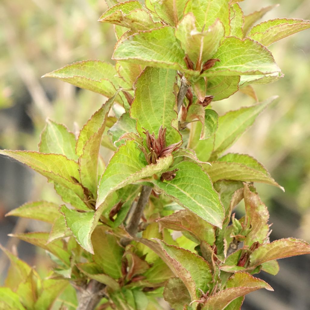 Weigelia hybride Cherry Love
