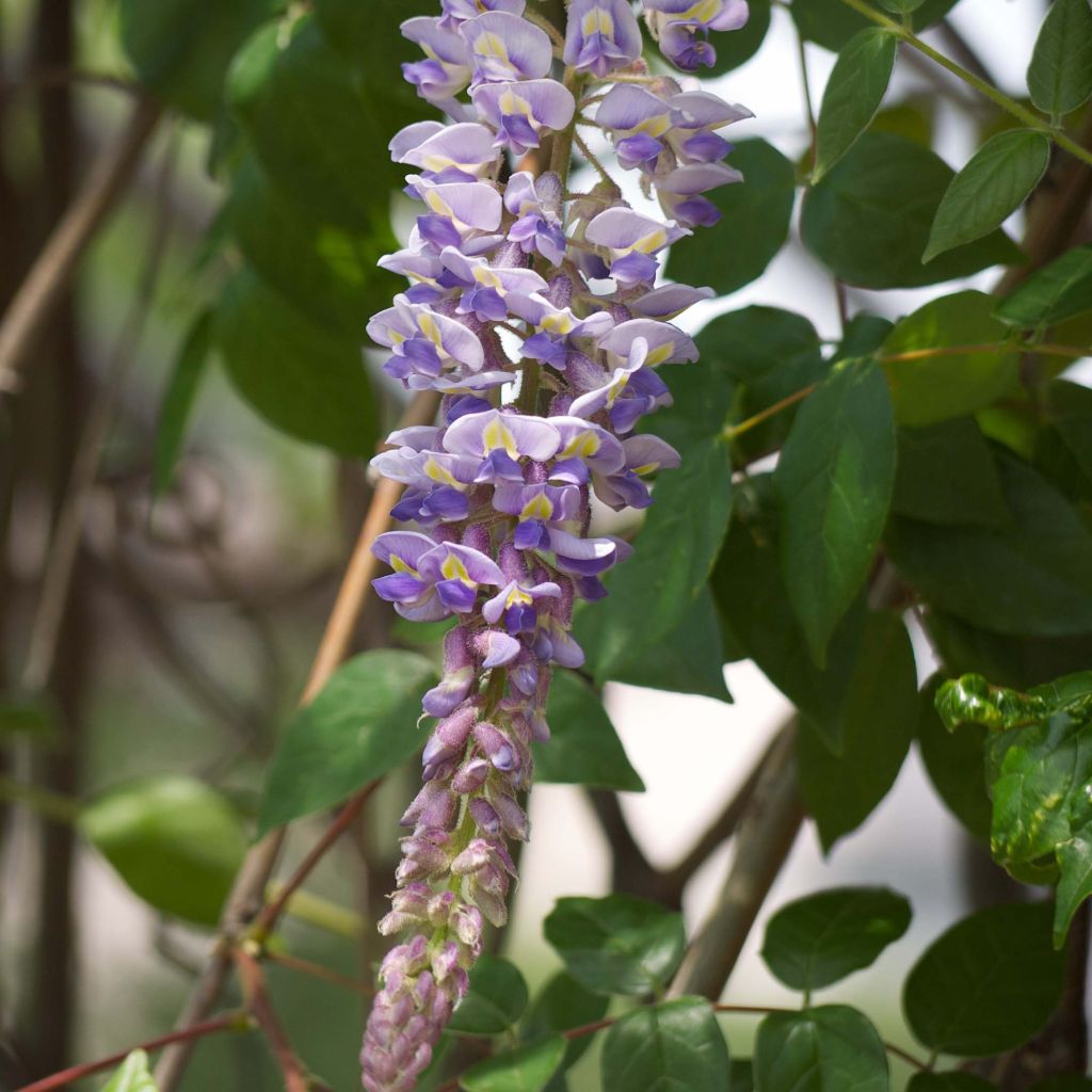 Wisteria macrostachya - Glycine du Kentucky