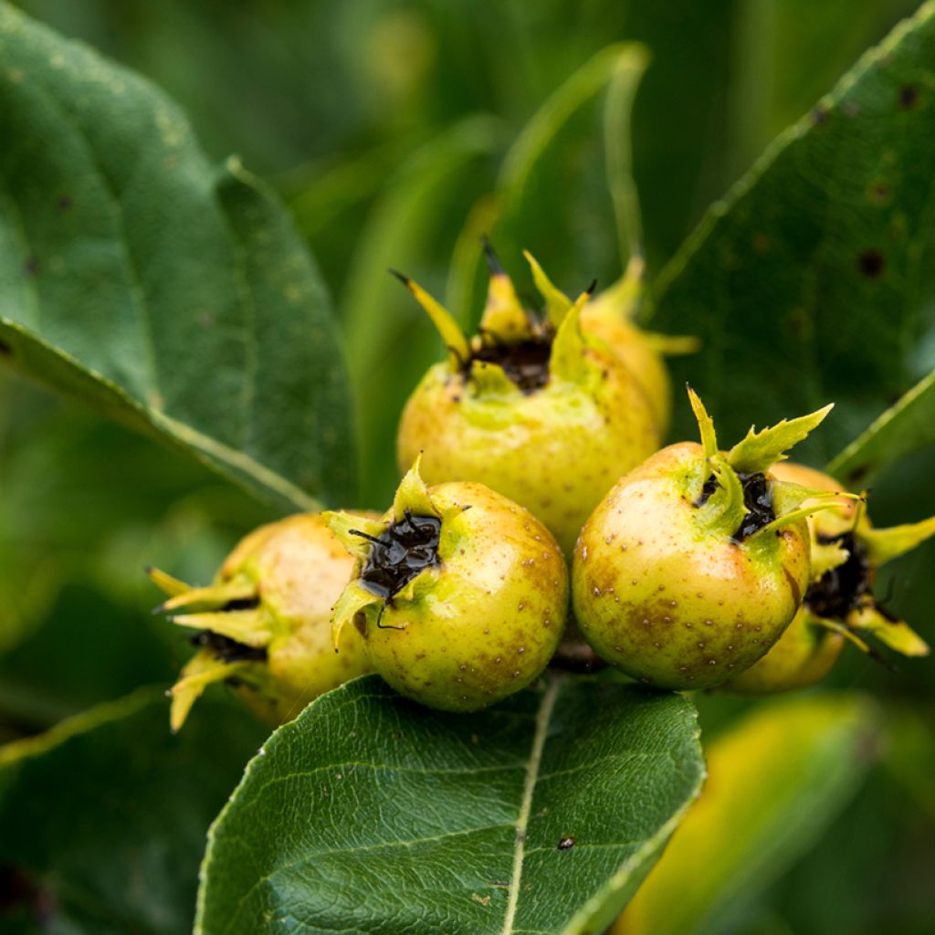 Crataemespilus grandiflora - Aubépine hybride