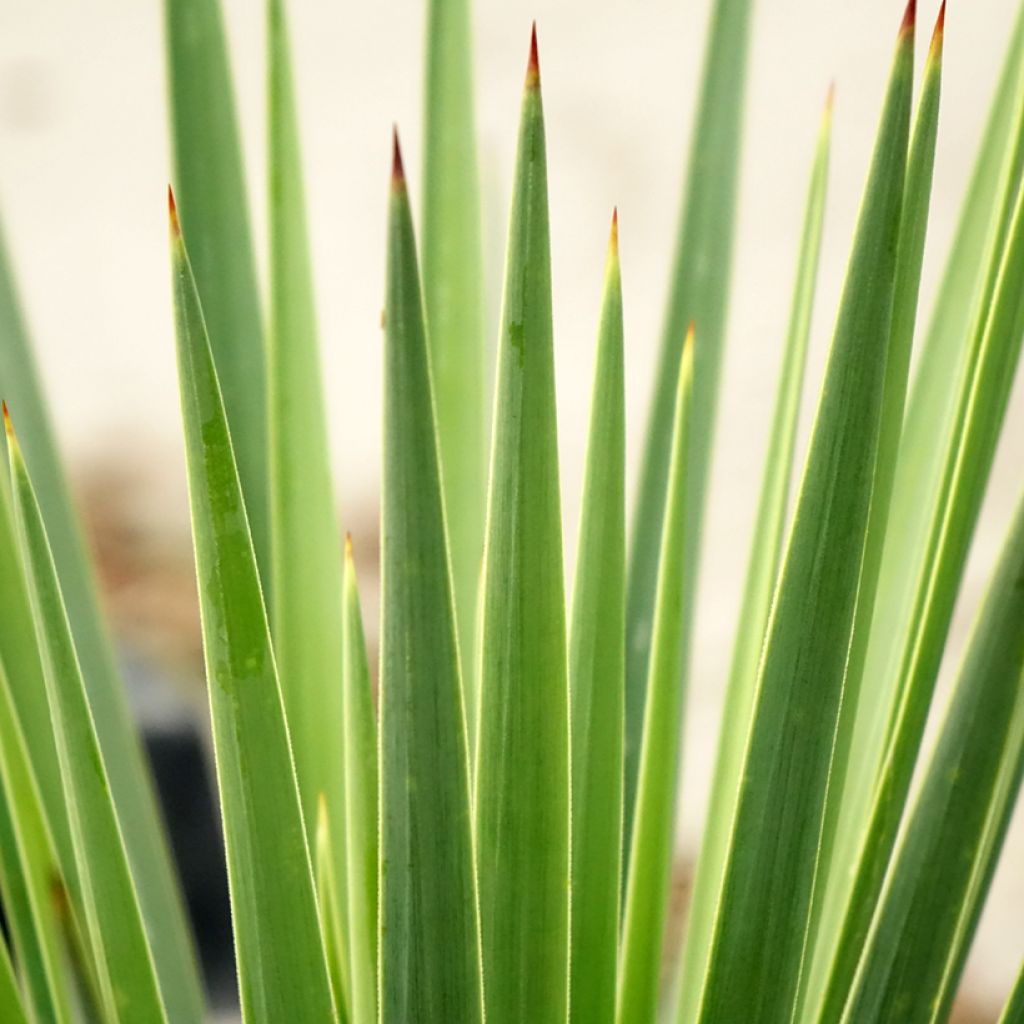 Yucca Katana