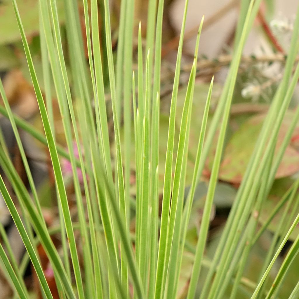 Yucca linearis Cascade