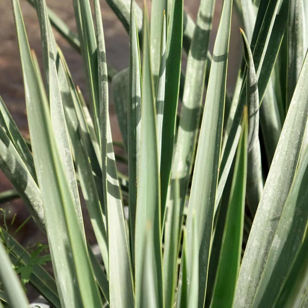 Yucca rigida Blue Sentry - Yucca sentinelle bleue