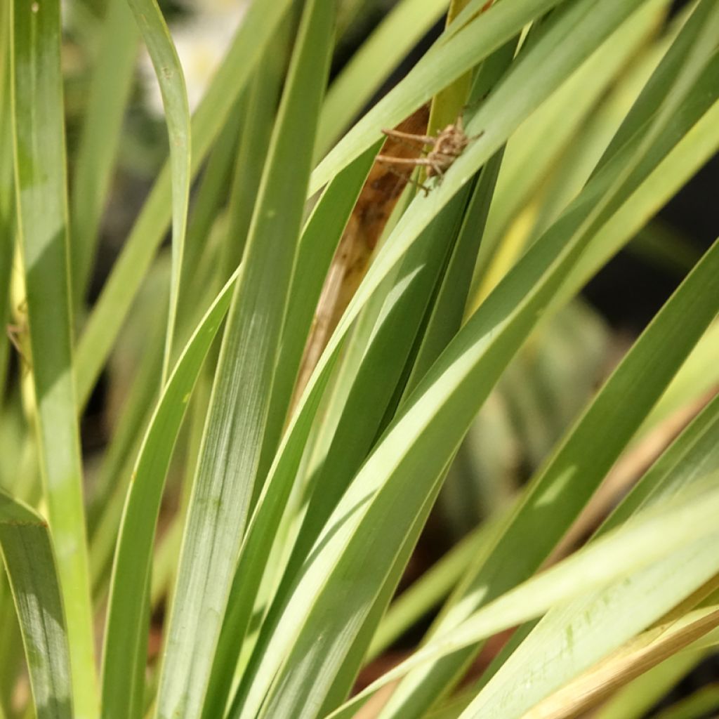 Yucca rostrata Sapphire Skies