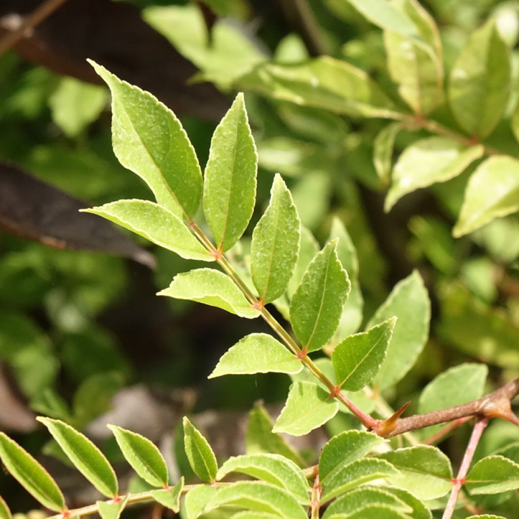 Zanthoxylum americanum - Poivrier américain