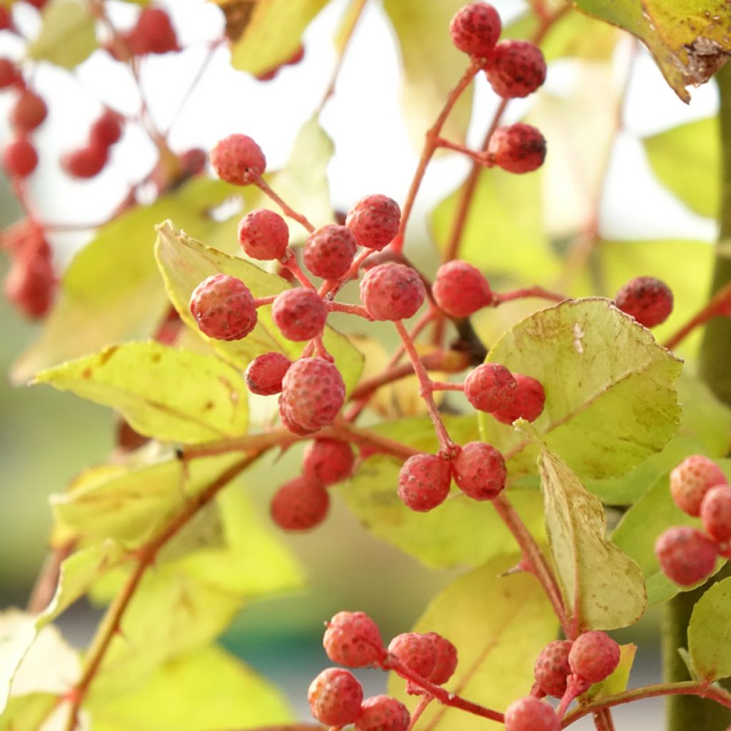 Zanthoxylum americanum - Poivrier américain
