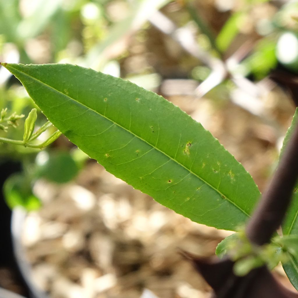 Zanthoxylum armatum - Poivrier du Timut