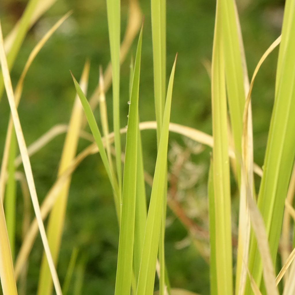 Zizania latifolia - Riz sauvage de Mandchourie