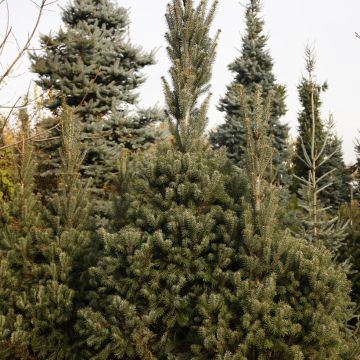 Sapin de Nordmann - Abies nordmanniana Kolumnowa