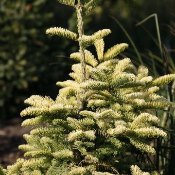 Sapin noble - Abies procera Sherwoodii