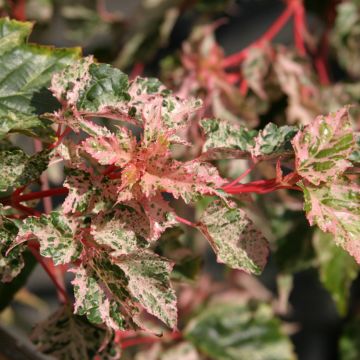 Acer conspicuum Silver Vine (Silver Vein) - Erable à peau de serpent