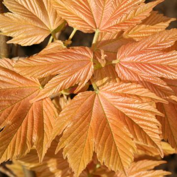 Erable sycomore - Acer pseudoplatanus Brilliantissimum