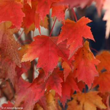 Acer rubrum Armstrong - Érable rouge