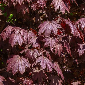 Acer platanoides Crimson Sentry - Érable plane