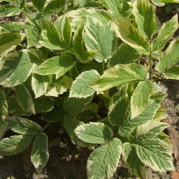 Aegopodium podagraria Variegata - Herbe aux goutteux panachée