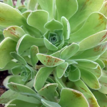 Echeveria ou Aeonium haworthii