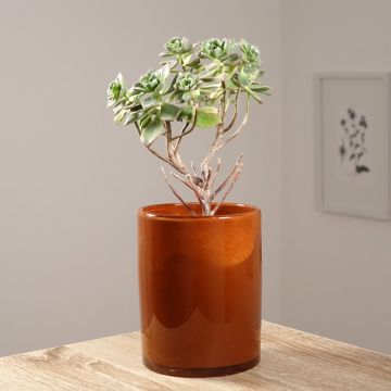 Aeonium haworthii