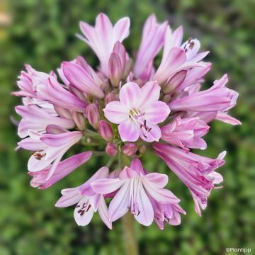 Agapanthe hybride Poppin' Purple