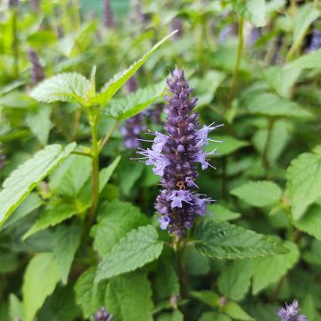Agastache Black Adder