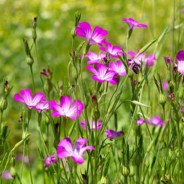Graines de nielle des blés Coquelourde Milas - Agrostemma githago
