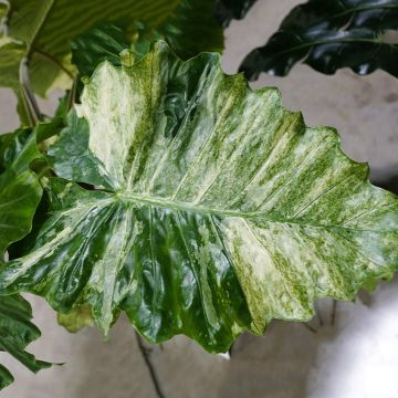 Alocasia Mayan mask - Oreille d'éléphant 