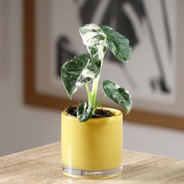 Alocasia Mayan mask - Oreille d'éléphant 