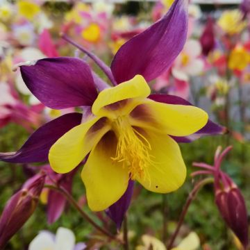 Ancolie hybride - Aquilegia Powder Blue