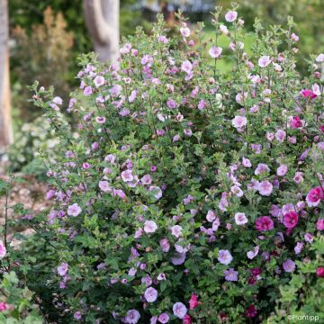 Anisodontea Lady in Pink