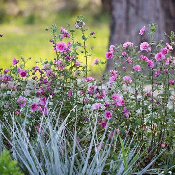 Anisodontea Lady in Pink