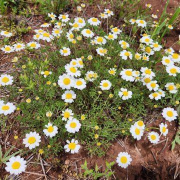 Anthemis cretica - Anthémis de Crète