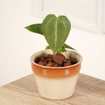 Anthurium forgetii