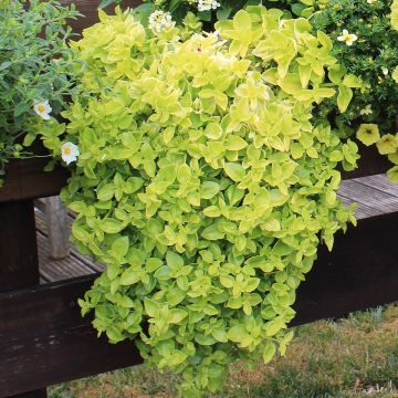 Aptenia cordifolia - Ficoide ou Apténie à feuilles en coeur