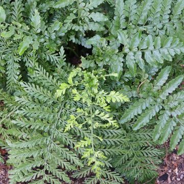 Asplenium Parvati - Fougère