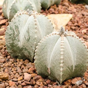Astrophytum myriostigma - Bonnet d'evêque