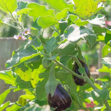 Aubergine Black Beauty - Oeuf végétal