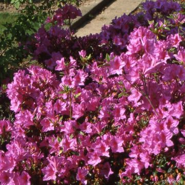 Azalée du Japon Beethoven - Rhododendron hybride