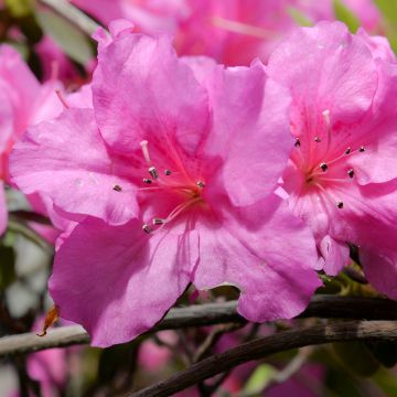Azalée du Japon Greenway - Rhododendron hybride