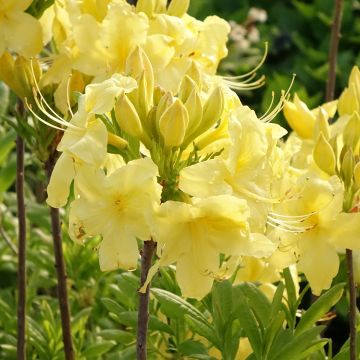 Azalée de Chine Anneke - Rhododendron hybride