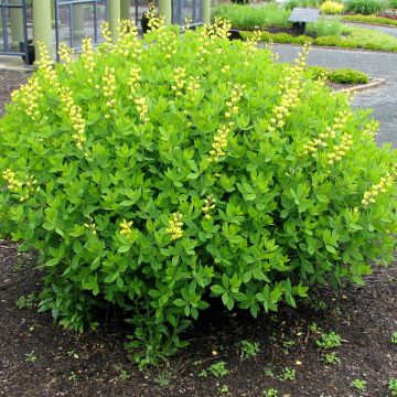Baptisia tinctoria - Faux Lupin