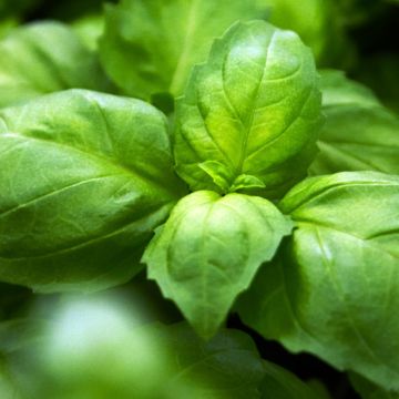 Basilic fin vert Bio - Ocimum basilicum 