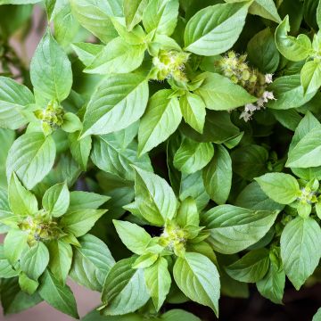 Basilic Citron  - Ferme de Ste Marthe