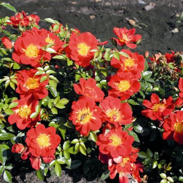 Rosier Bee's Paradise ®  Light Red