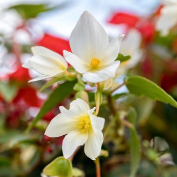 Begonia Bertinii 