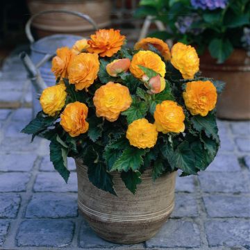 Bégonia double Non Stop Apricot