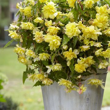 Begonia Pink Balcony - Begonia  retombant