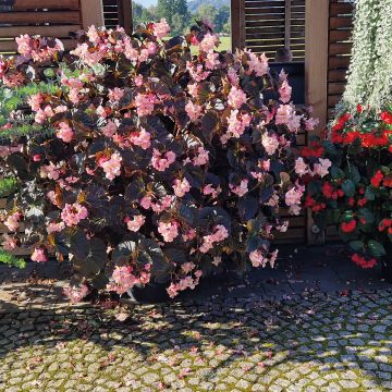 Graines de Bégonia tubéreux Non-Stop Orange F1 - Begonia x tuberhybrida