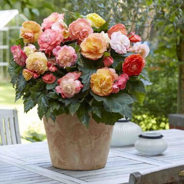 Begonia Grandiflora Rouge