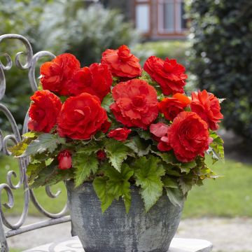 Begonia Grandiflora Rouge