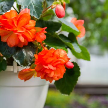 Begonia Pink Balcony - Begonia  retombant
