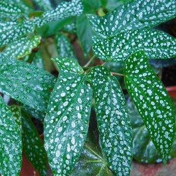 Begonia Wings Albopicta - Bégonia Bambou